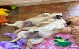 Golden Retriever dogs for sale: Cream beautiful golden retriever  - Image 2