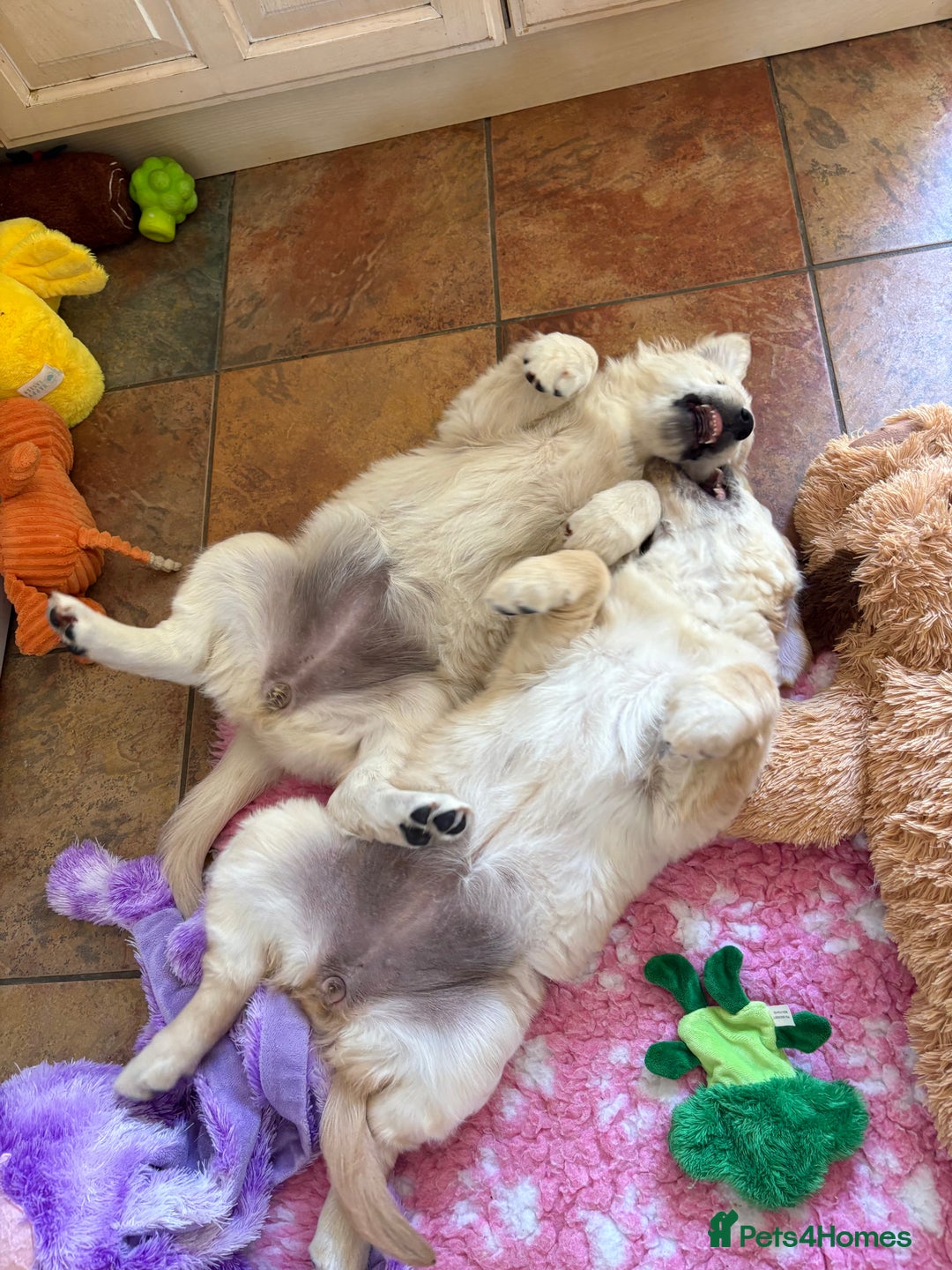 Golden Retriever dogs for sale: Cream beautiful golden retriever  - Image 2
