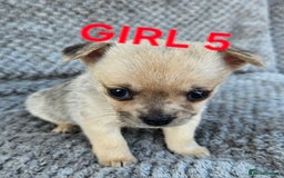 Pomchi dogs for sale: Beautiful merle pomchi puppies  - Image 21