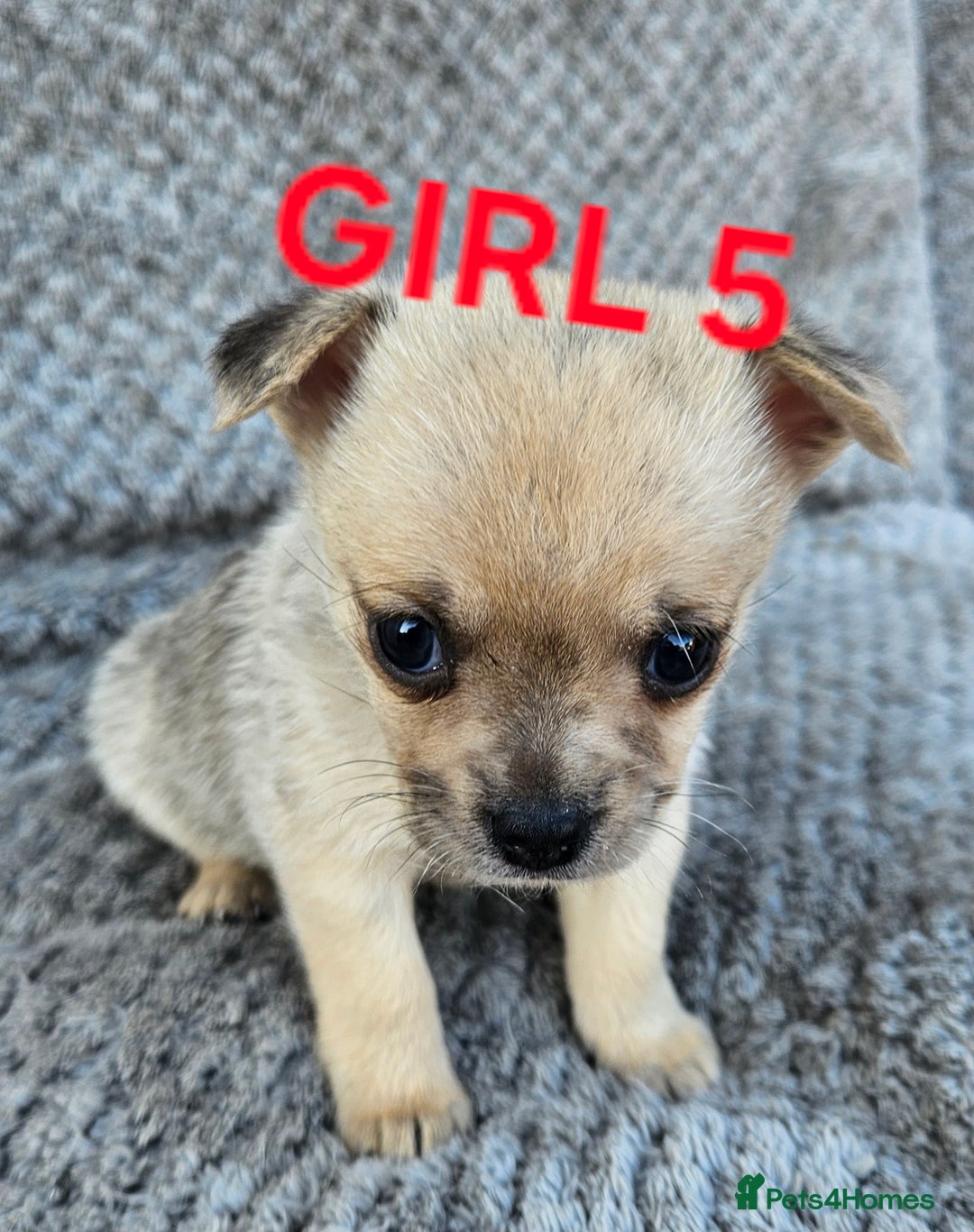 Pomchi dogs for sale: Beautiful merle pomchi puppies  - Image 21