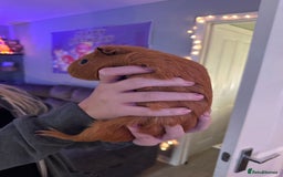 Guinea Pig rodents for sale: 4x Male Guinea pigs - Advert 2