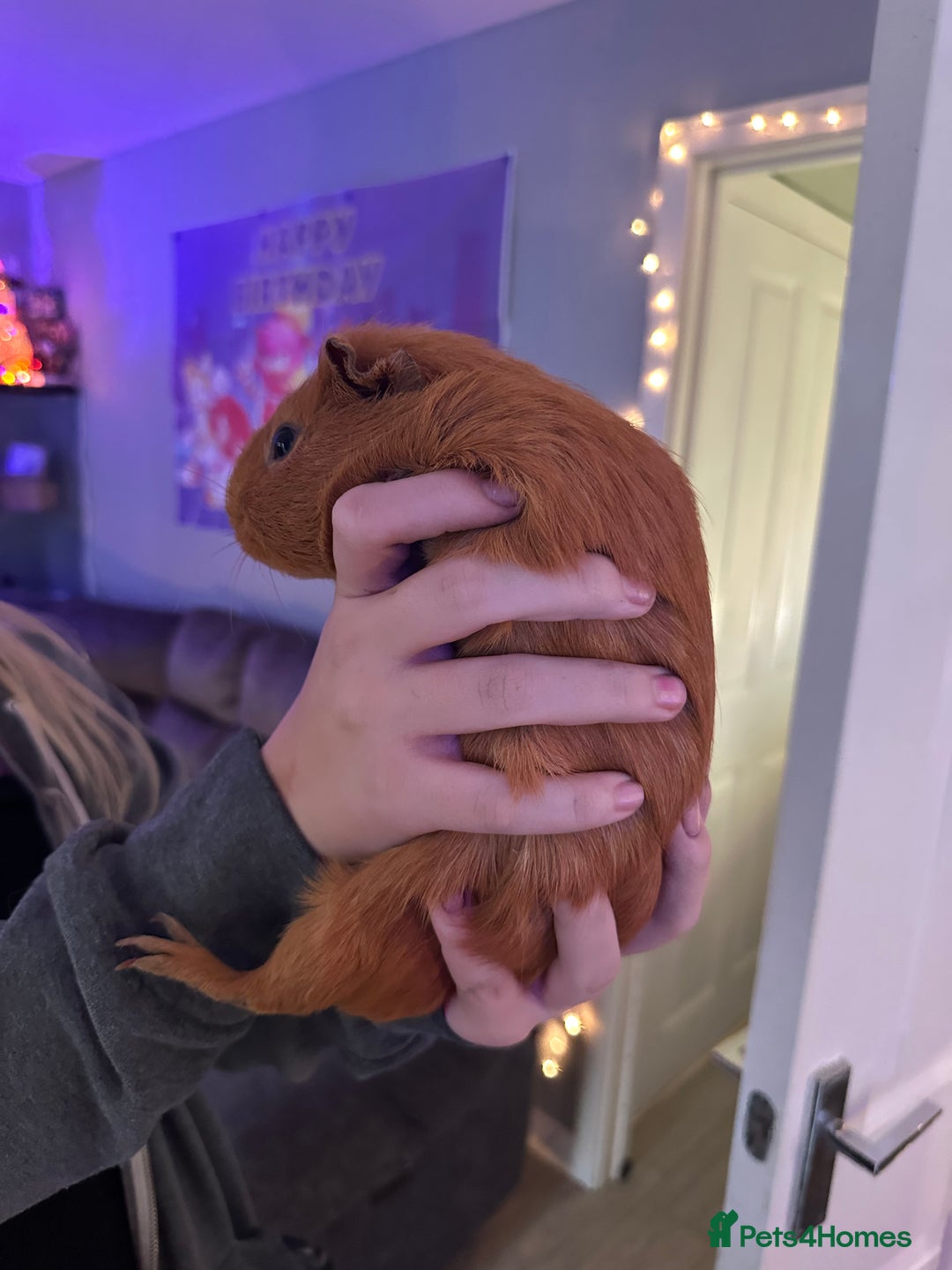 Guinea Pig rodents for sale: 4x Male Guinea pigs - Advert 2