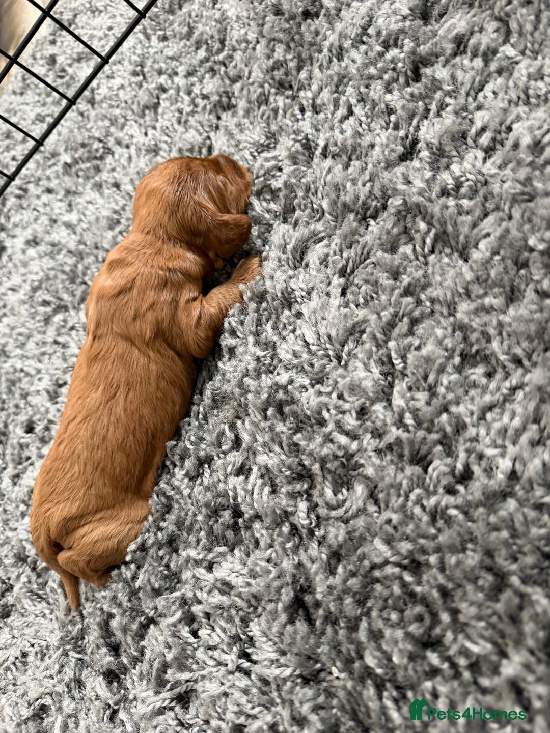 Cockapoo dogs for sale: F1B cockapoofor sale - Image 6