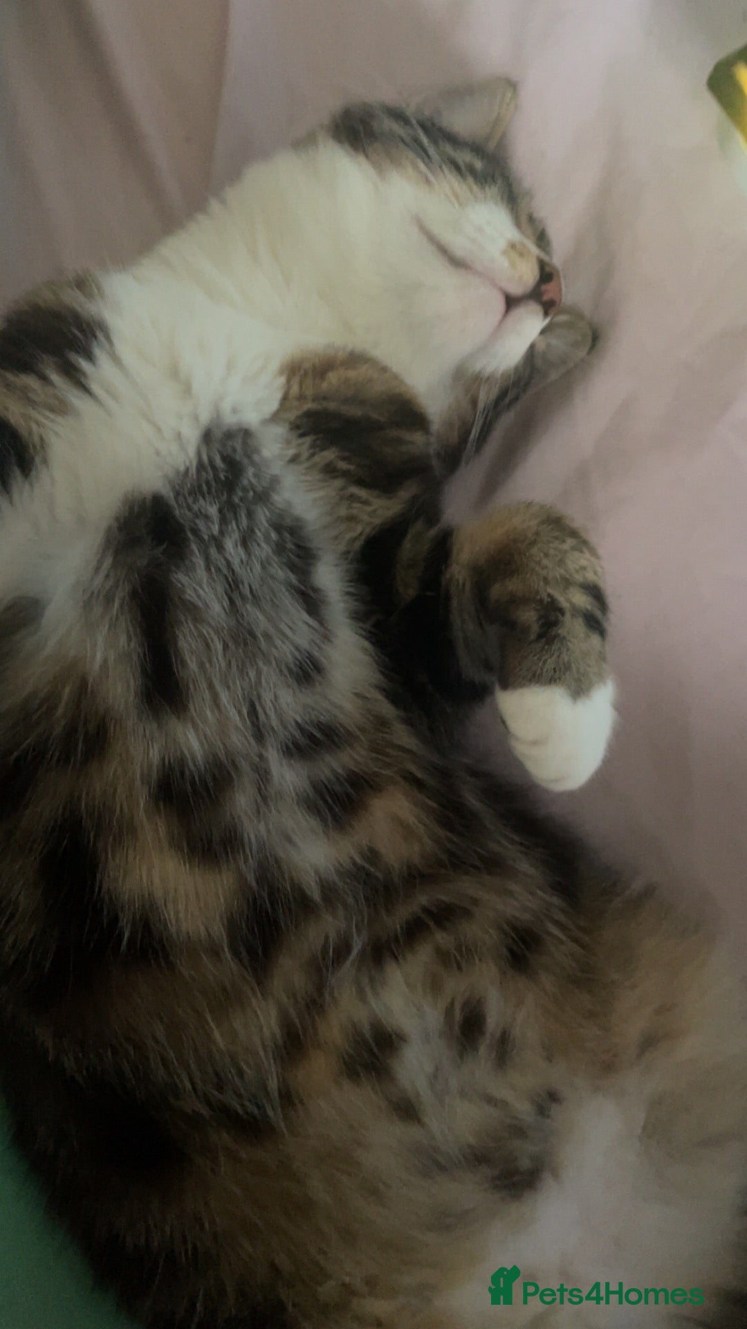 Mixed Breed cats 9 month old tabby kitten ready to leave now - Advert 1