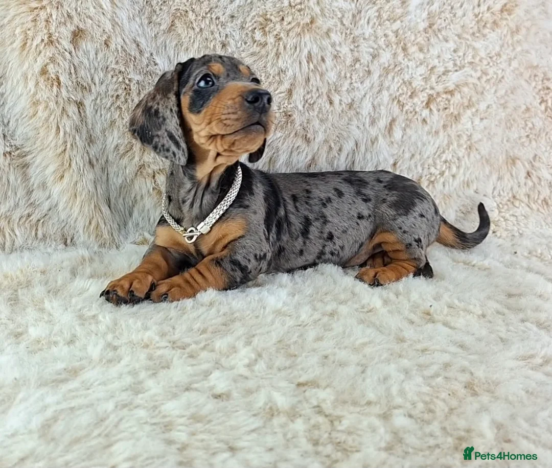 Miniature Dachshund dogs for sale: Beautiful Miniature Dachshund Puppies  - Advert 14