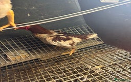 Canaries birds for sale: Ko shamo for sale  - Image 1