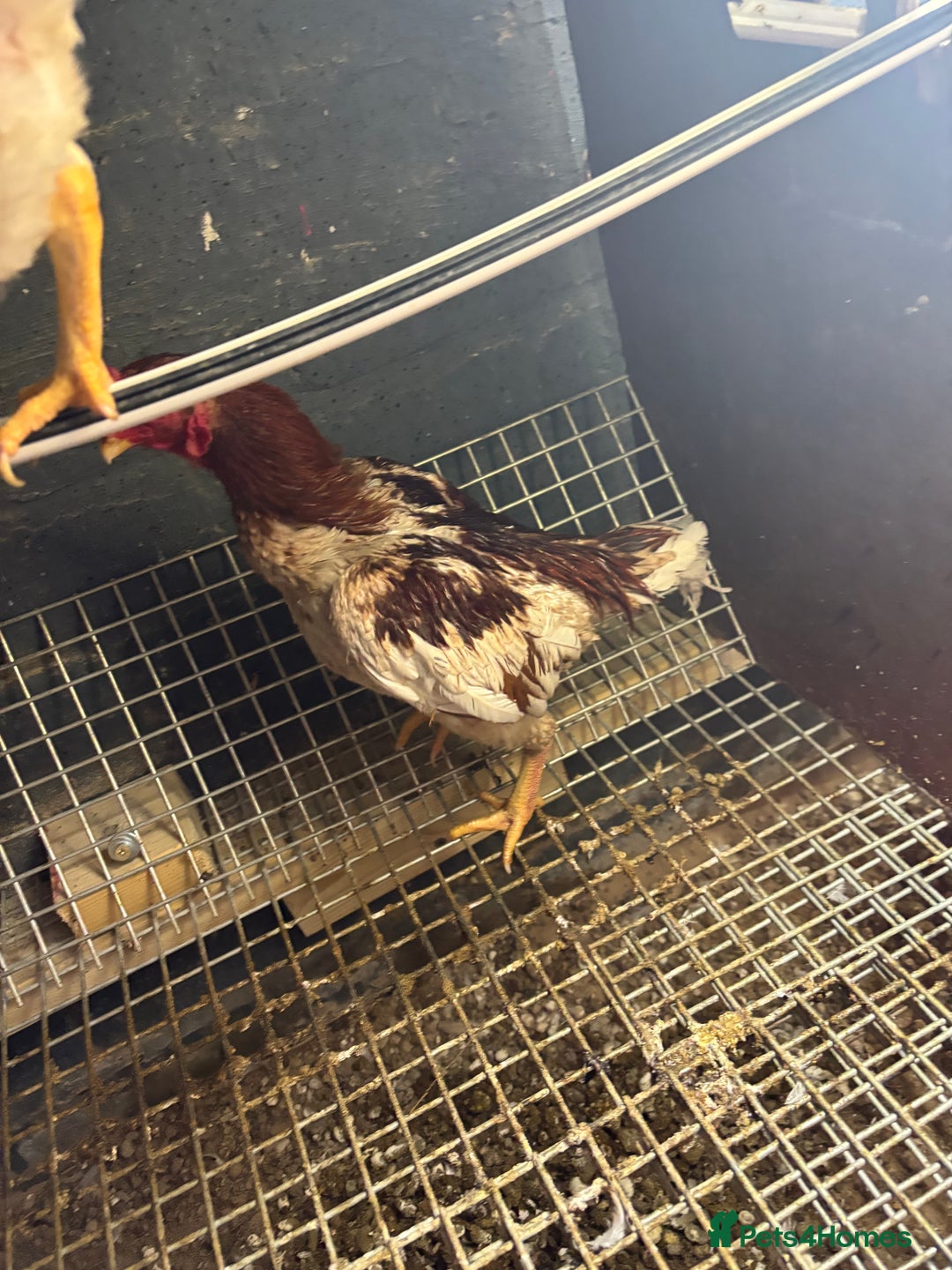 Canaries birds for sale: Ko shamo for sale  - Image 1