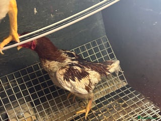 Canaries birds - Advert 1