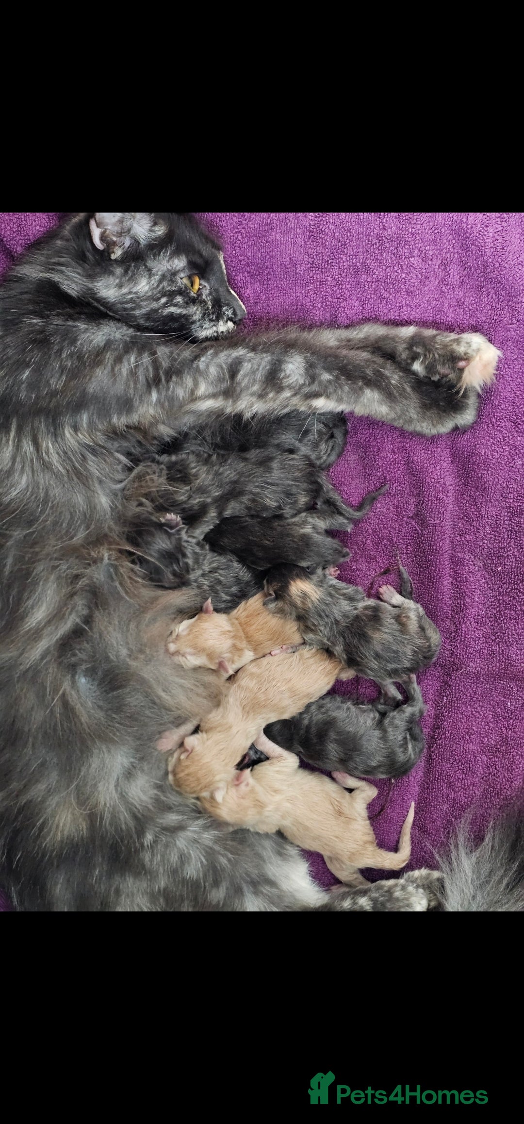 Maine Coon cats for sale: Pure Breed Maine Coon  - Image 12
