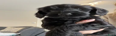 Australian Labradoodle Black Girl