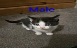 Mixed Breed cats for sale: Kittens for sale ready to go now   - Image 12