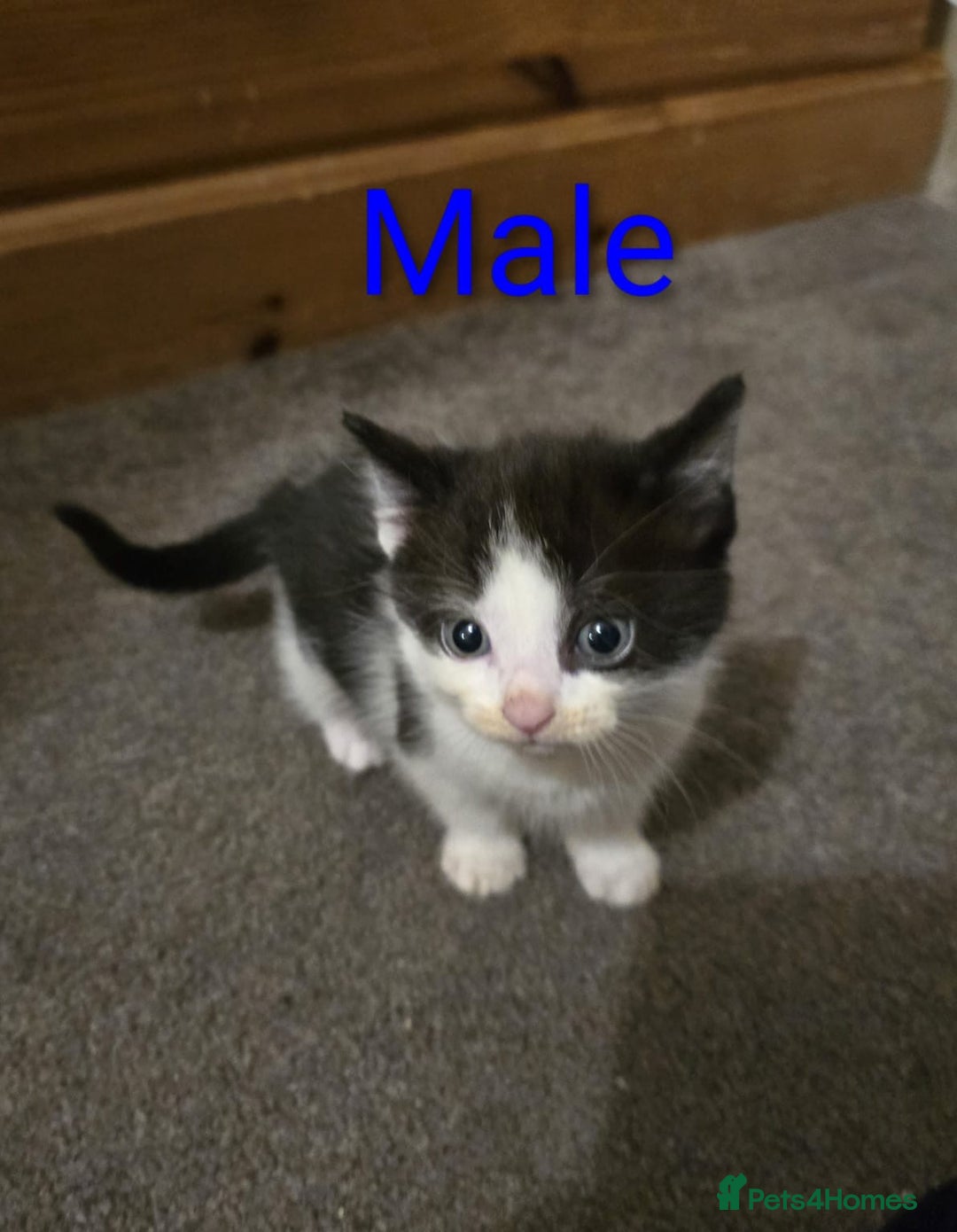 Mixed Breed cats for sale: Kittens for sale ready to go now   - Image 12