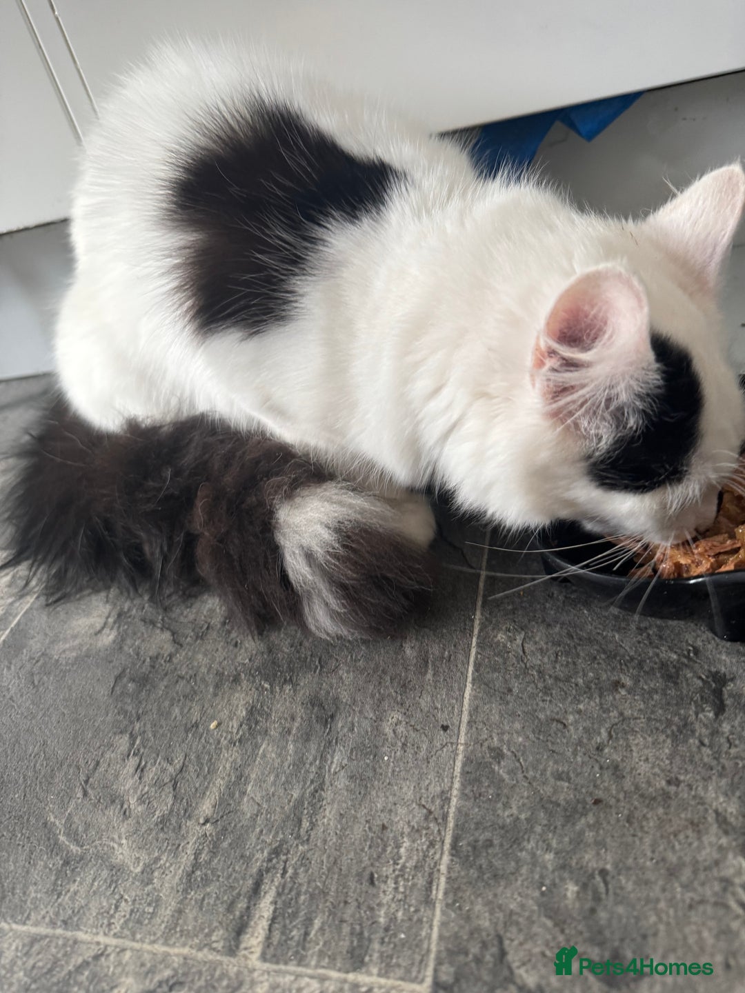 Turkish Angora cats for sale: Turkish angora cat - Advert 3