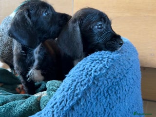 Dachshund dogs Wire haired dachshund puppies 🐾❤️ - Advert 3