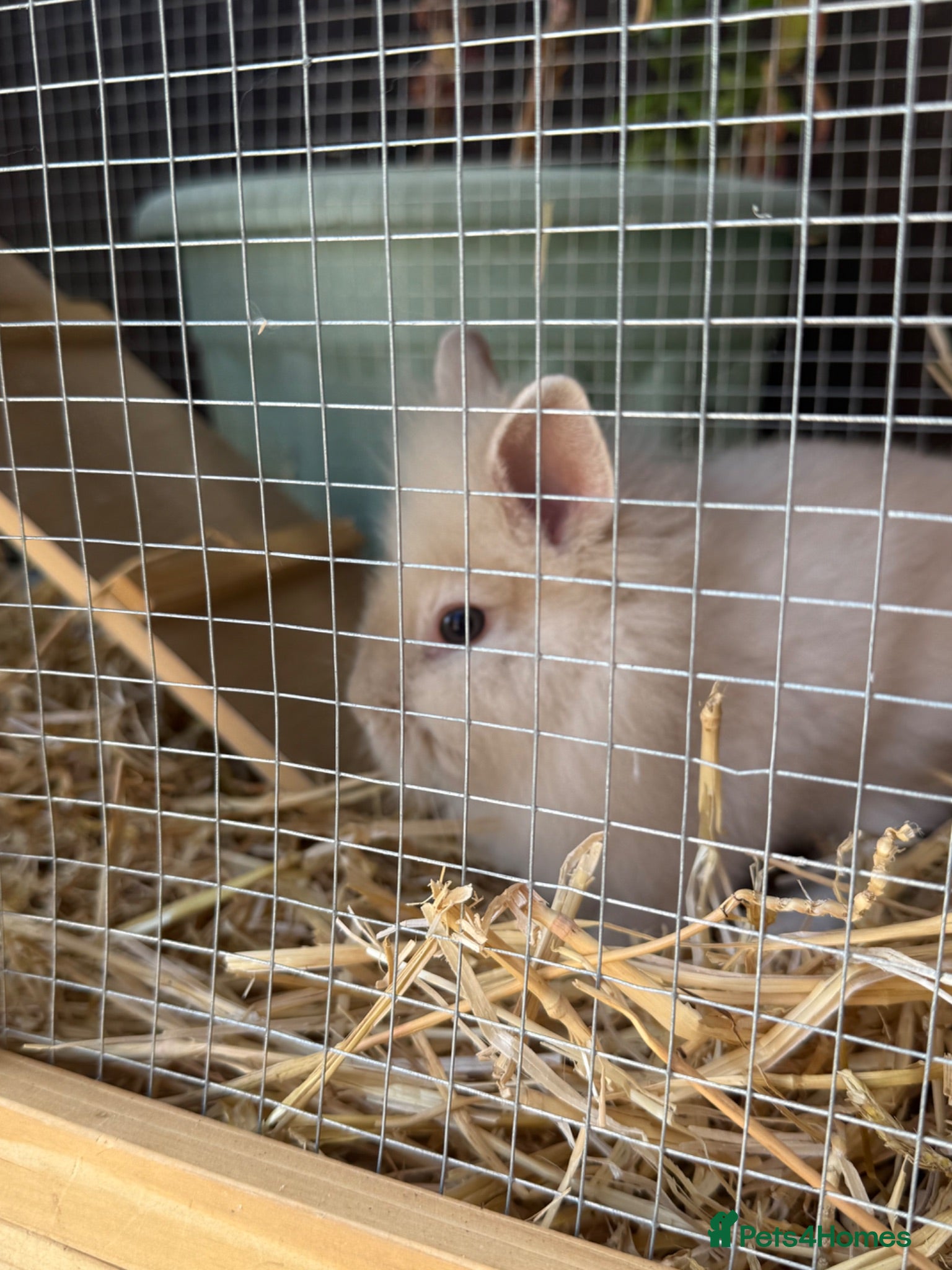 Lionhead rabbits Baby bunnies  - Advert 2