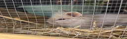Lionhead rabbits for sale: Baby bunnies  - Advert 2