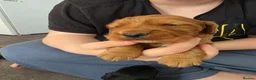 Cocker Spaniel dogs for sale: Cocker spaniel puppies - Advert 12