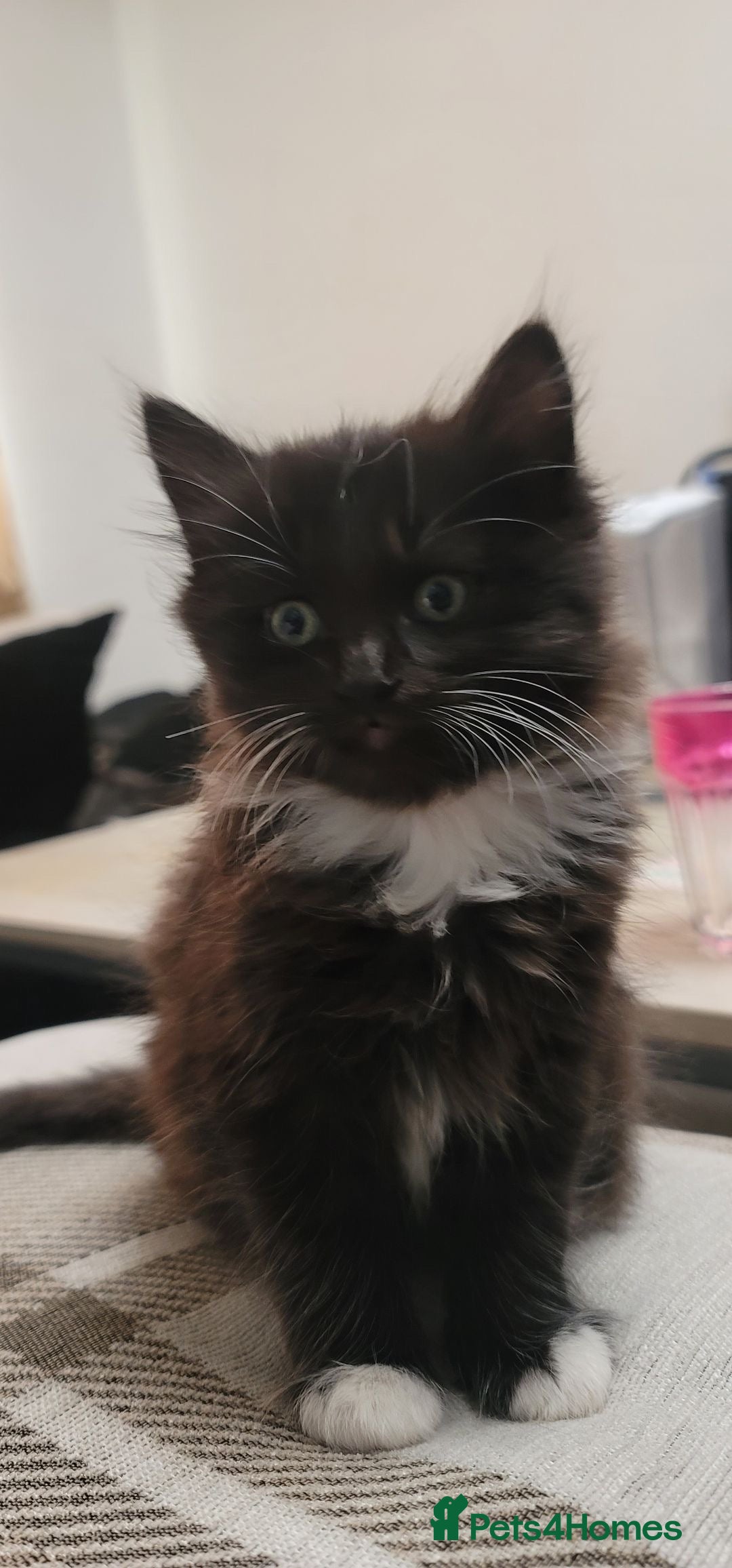 Maine Coon cats for sale: Half Mainecoon and Half British Shorthair  - Advert 9