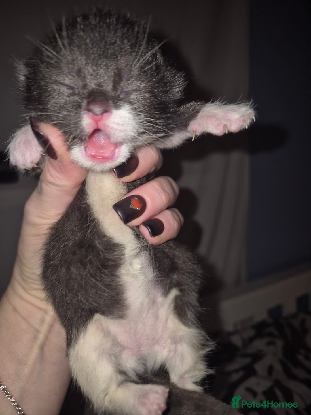 Domestic Shorthair cats for sale: 5 precious kittens - Advert 10