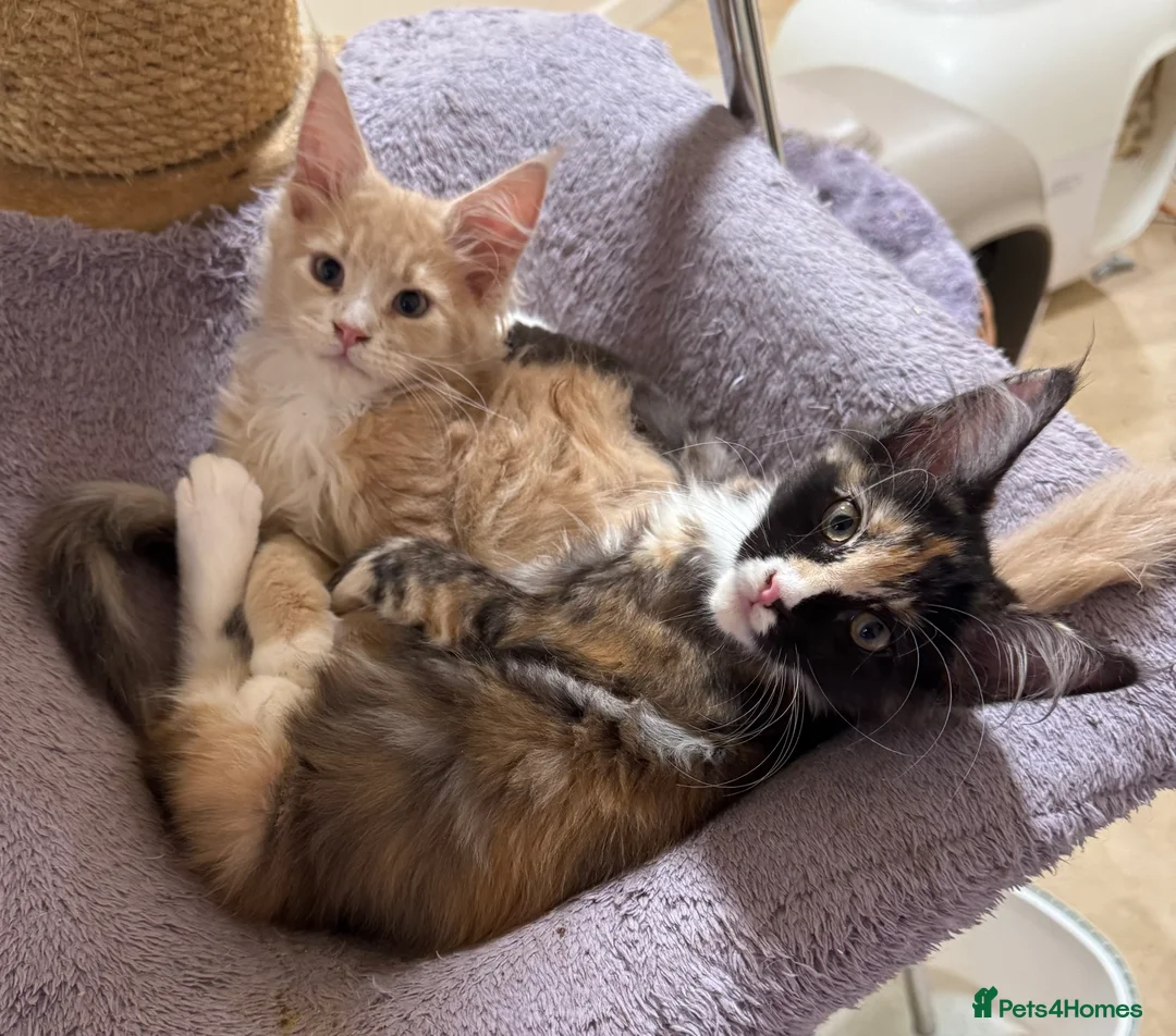 Maine Coon cats for sale: GCCF REGISTERED PEDIGREE  READY TO LEAVE HOME NOW  - Advert 2
