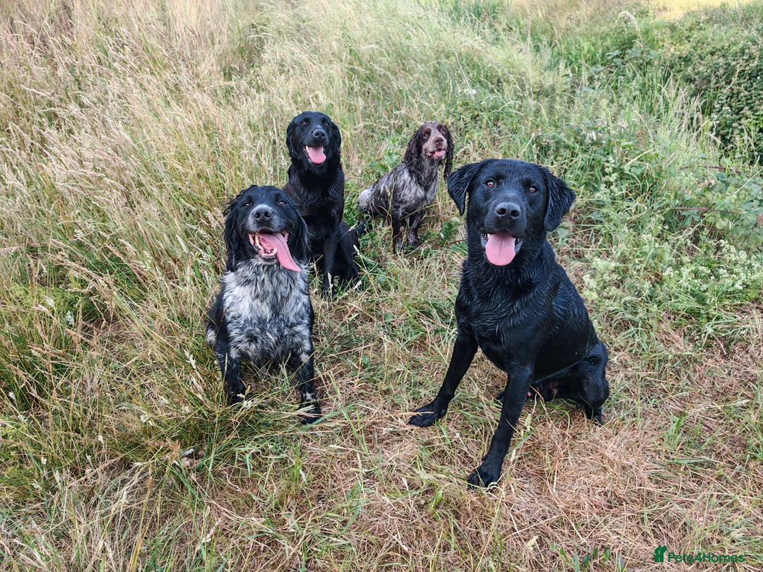 English Springer Spaniel dogs for sale: Chase - looking for quiet life - Advert 3