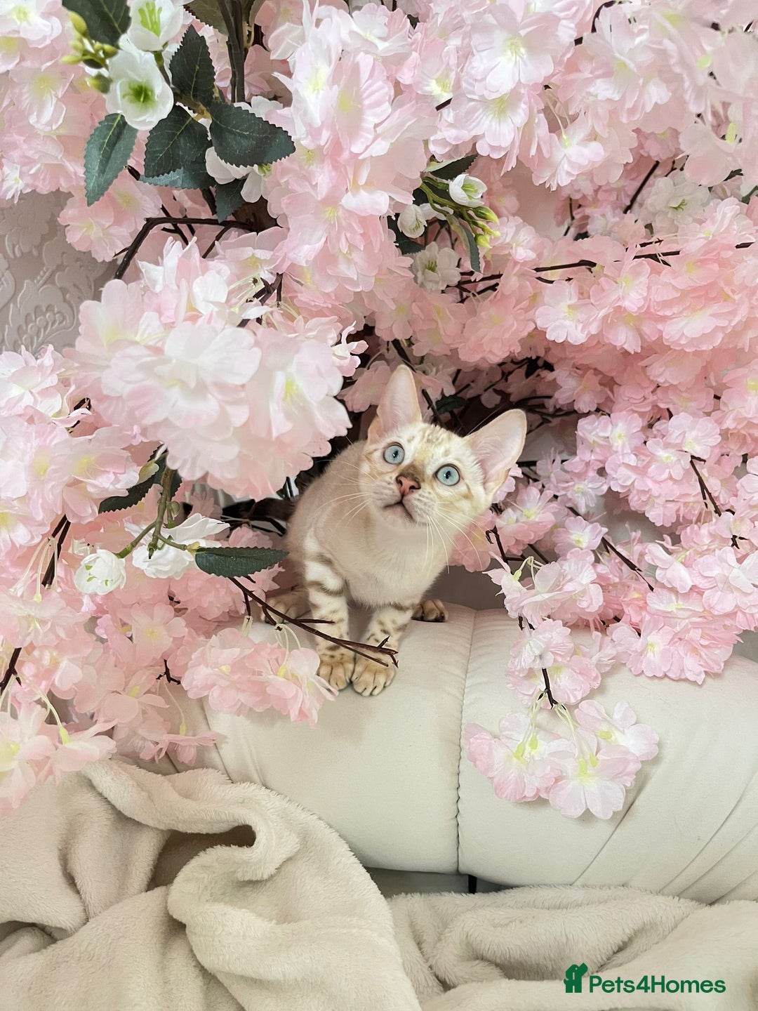 Bengal cats for sale: OUTSTANDING TICA REG BENGAL KITTENS  - Image 7