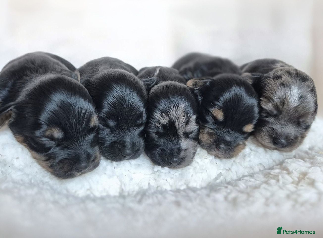 Yorkshire Terrier dogs Gorgeous Lilliputian Yorkies available  - Advert 1