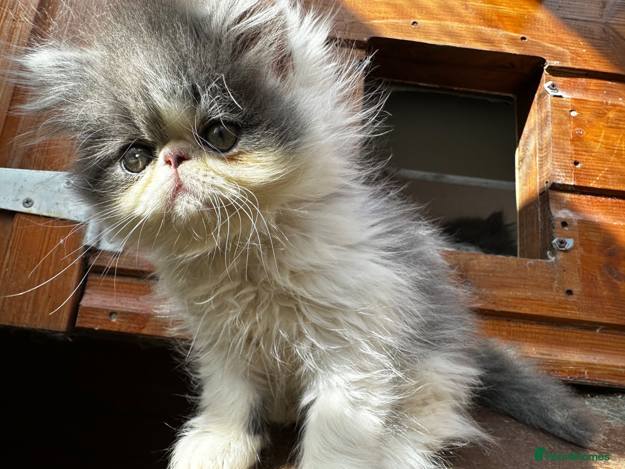 Persian cats Adorable Persian kittens  - Advert 9