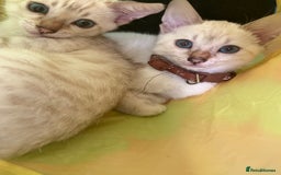 Bengal cats for sale: Blue Eyes Snow Lynx Bengal Kittens - Image 14