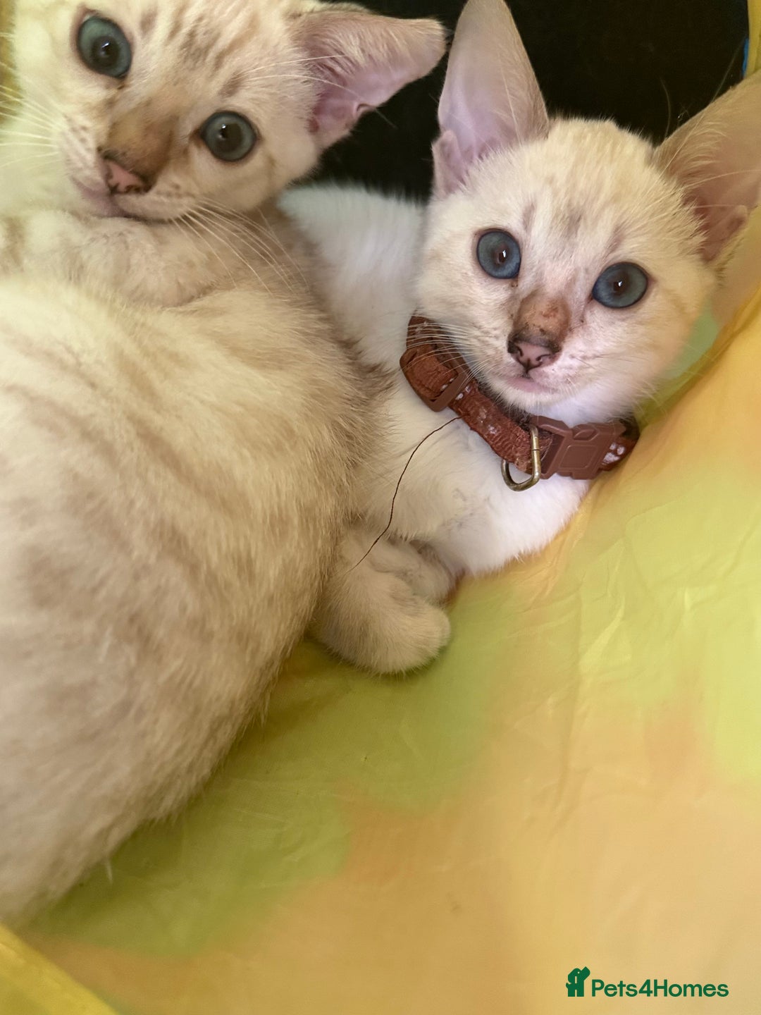 Bengal cats for sale: Blue Eyes Snow Lynx Bengal Kittens - Image 14