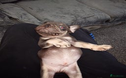 French Bulldog dogs for sale: 4 Beautiful french bulldog puppies  - Image 5
