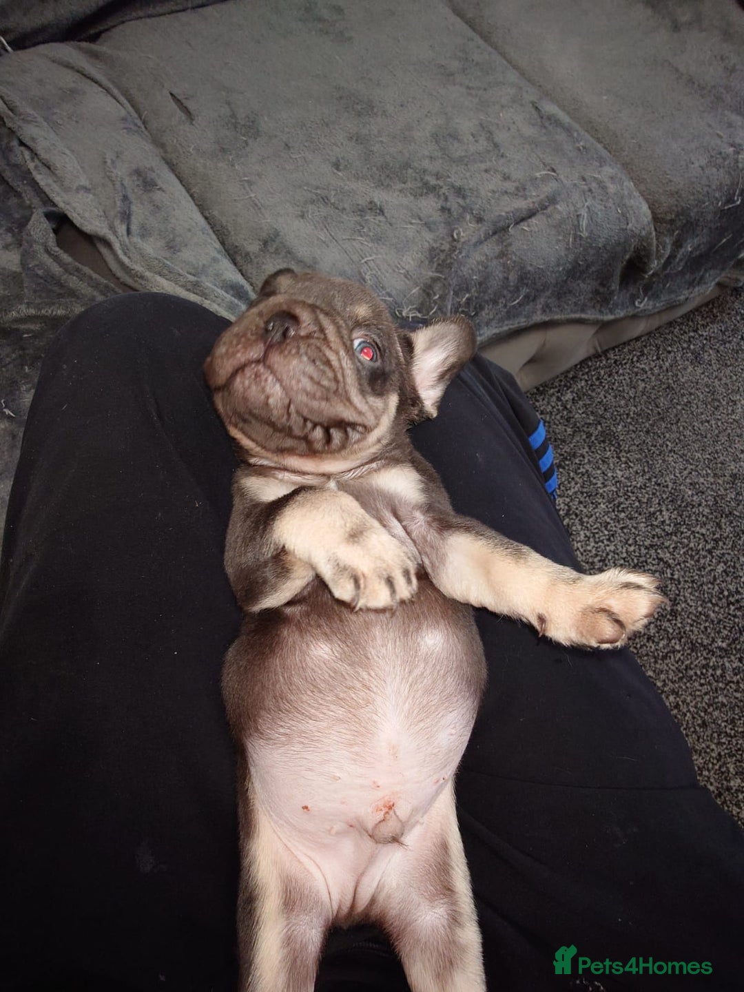 French Bulldog dogs for sale: 4 Beautiful french bulldog puppies  - Image 5