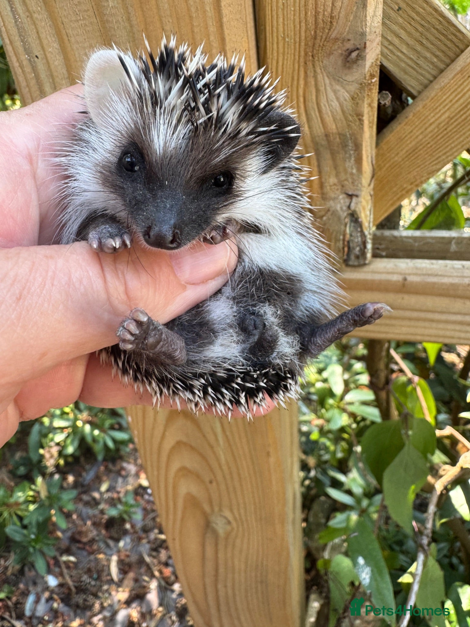 Pygmy Hedgehog rodents 9 wk baby girl seeks 5* home with / without set up - Advert 2
