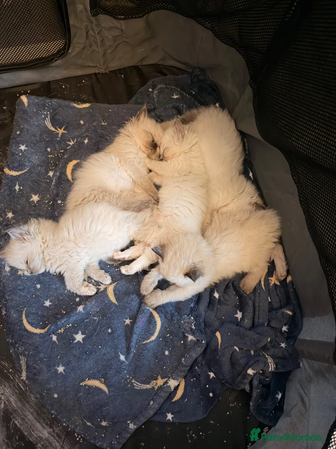 Ragdoll cats for sale: Ragdoll kittens for sale  in Romford - Advert 2