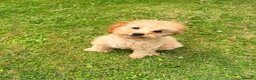 Toy Poodle dogs for sale: 1 boy available healthtested beautiful toy poodle  - Advert 5