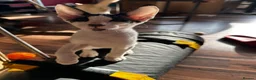 Mixed Breed cats for sale: CROSSED PETERBALD ✅✅✅ - Advert 14