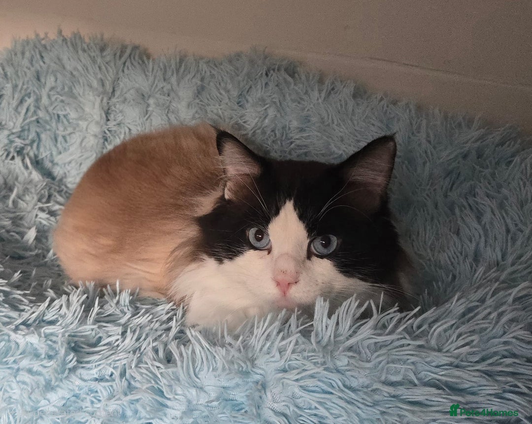 Ragdoll cats for sale: Seal bicolour boy, Active on GCCF/TICA - Advert 1