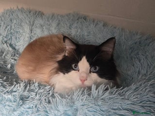 Ragdoll cats Seal bicolour boy, Active on GCCF/TICA - Advert 1