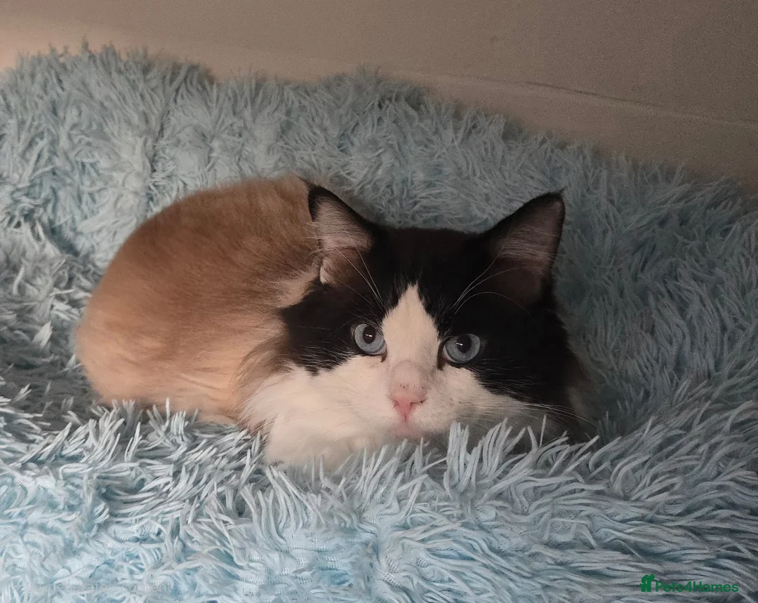 Ragdoll cats for sale: Seal bicolour boy, Active on GCCF/TICA - Advert 1