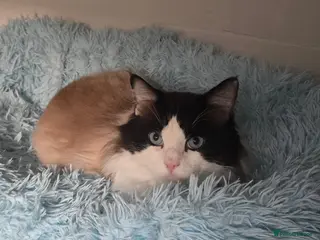 Ragdoll cats Seal bicolour boy, Active on GCCF/TICA - Advert 14