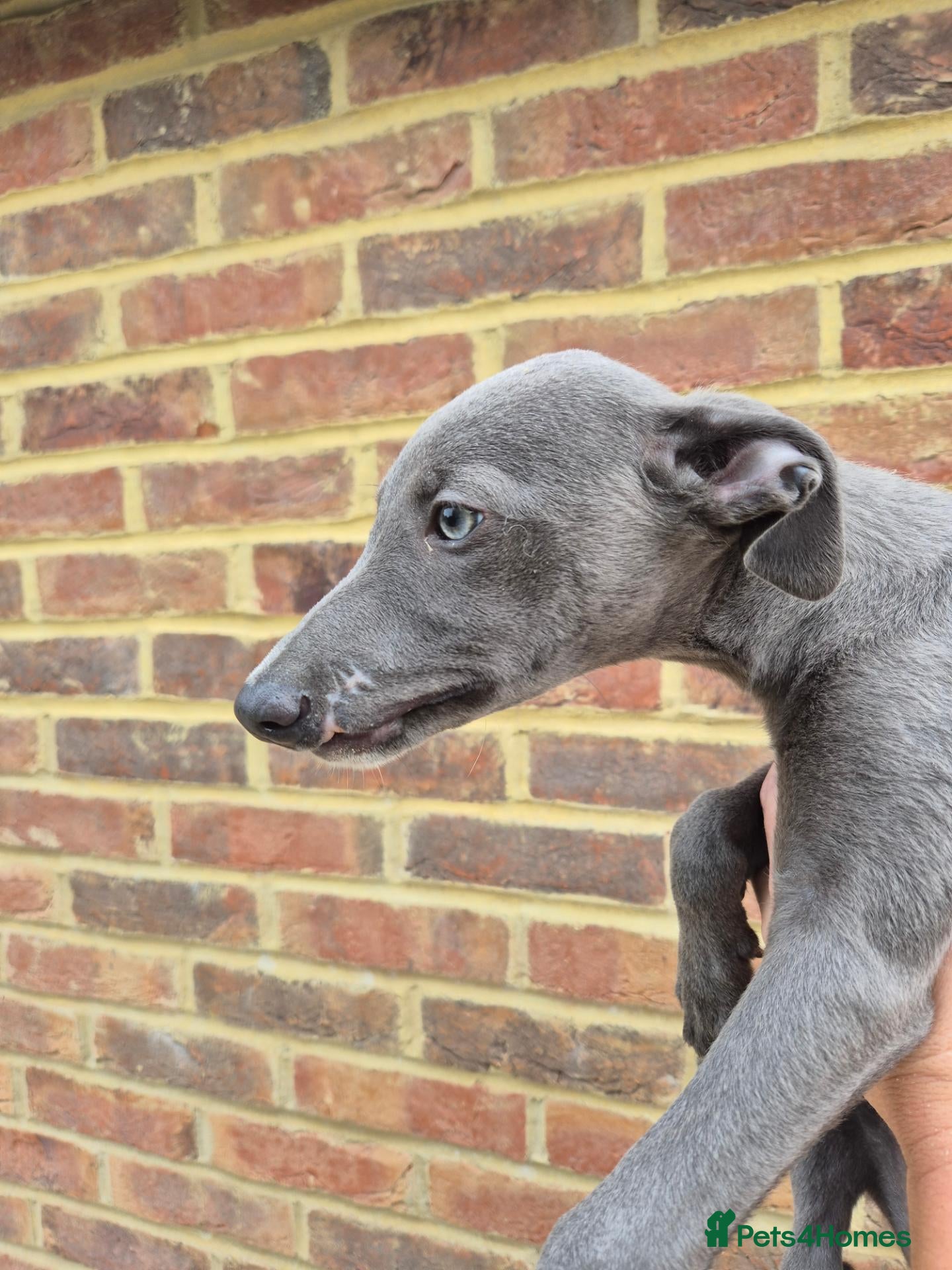 Whippet dogs Whippet Puppies - Advert 2
