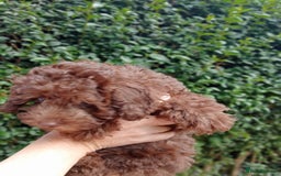 Toy Poodle dogs for sale:  🐩 Tiny Chocolate Toy Poodle – Ready in 2 Weeks! - Image 9