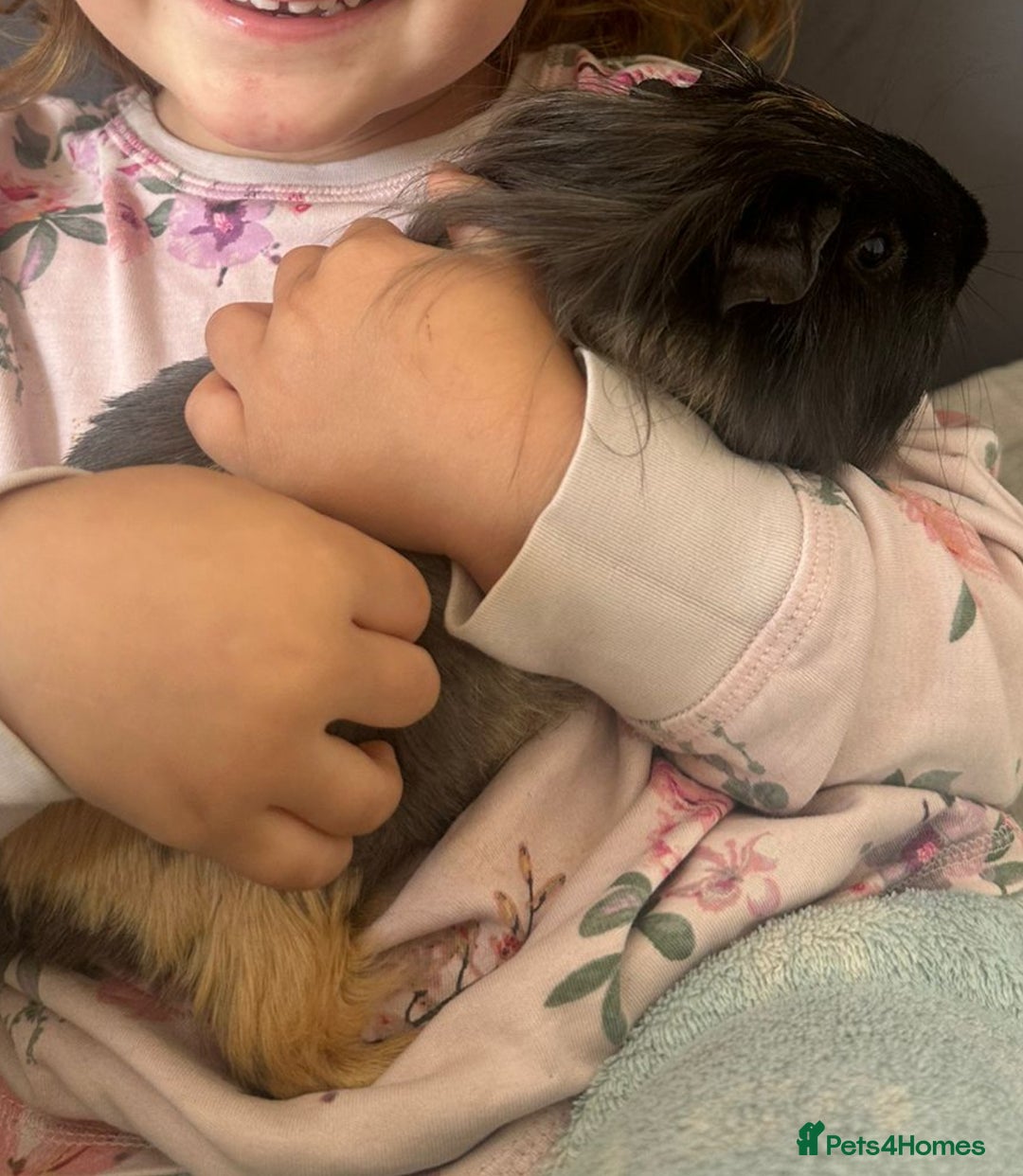 Guinea Pig rodents for sale: Two gorgeous Guinea pigs (Males) - Advert 3