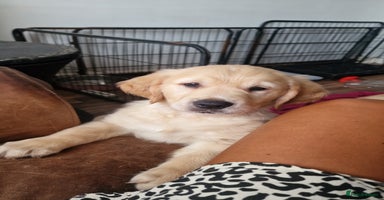 Golden Retriever dogs in Aberystwyth - Advert 11
