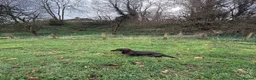 Miniature Dachshund dogs for stud: Stud: KCReg Miniature Wirehaired Dachshund/Teckel in Ryton - Advert 5