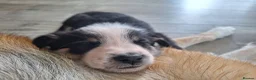 Mixed Breed dogs for sale: 🐶 Gorgeous Border Collie Cross Puppies - Advert 27