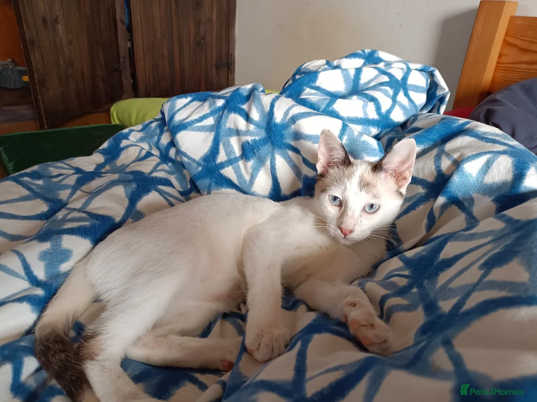 Siamese cats for adoption: RESERVED Siamese cross and Tortoiseshell sisters - Advert 4