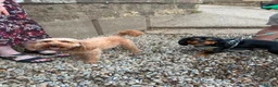 Cavapoo dogs for sale: Beautiful Cavapoo Puppies in Darlington - Advert 12