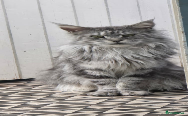 Maine Coon cats - Advert 2