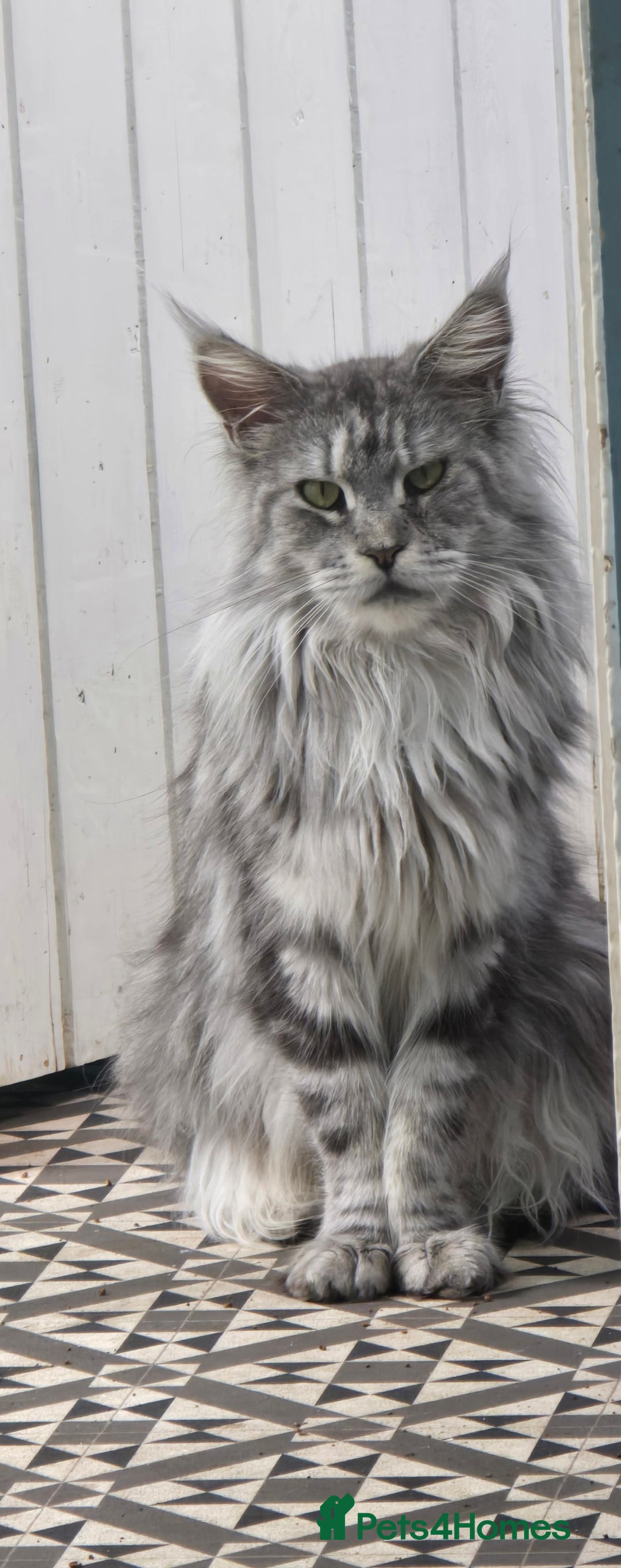 Maine Coon cats for sale: Last 3 Girls!! - Image 1